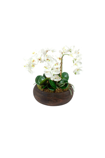 ORQ. PHALAENOPSIS BR X 5 EM CACHEPOT, 42CM Cod: A7456