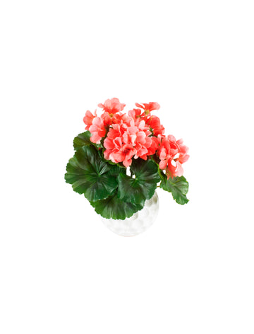 GERÂNIO RO X4 EM CER, 25CM Cod: A7464