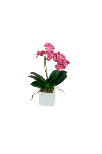 ORQ. MINI PHALAENOPSIS RO EM CER28CM Cod: A7475