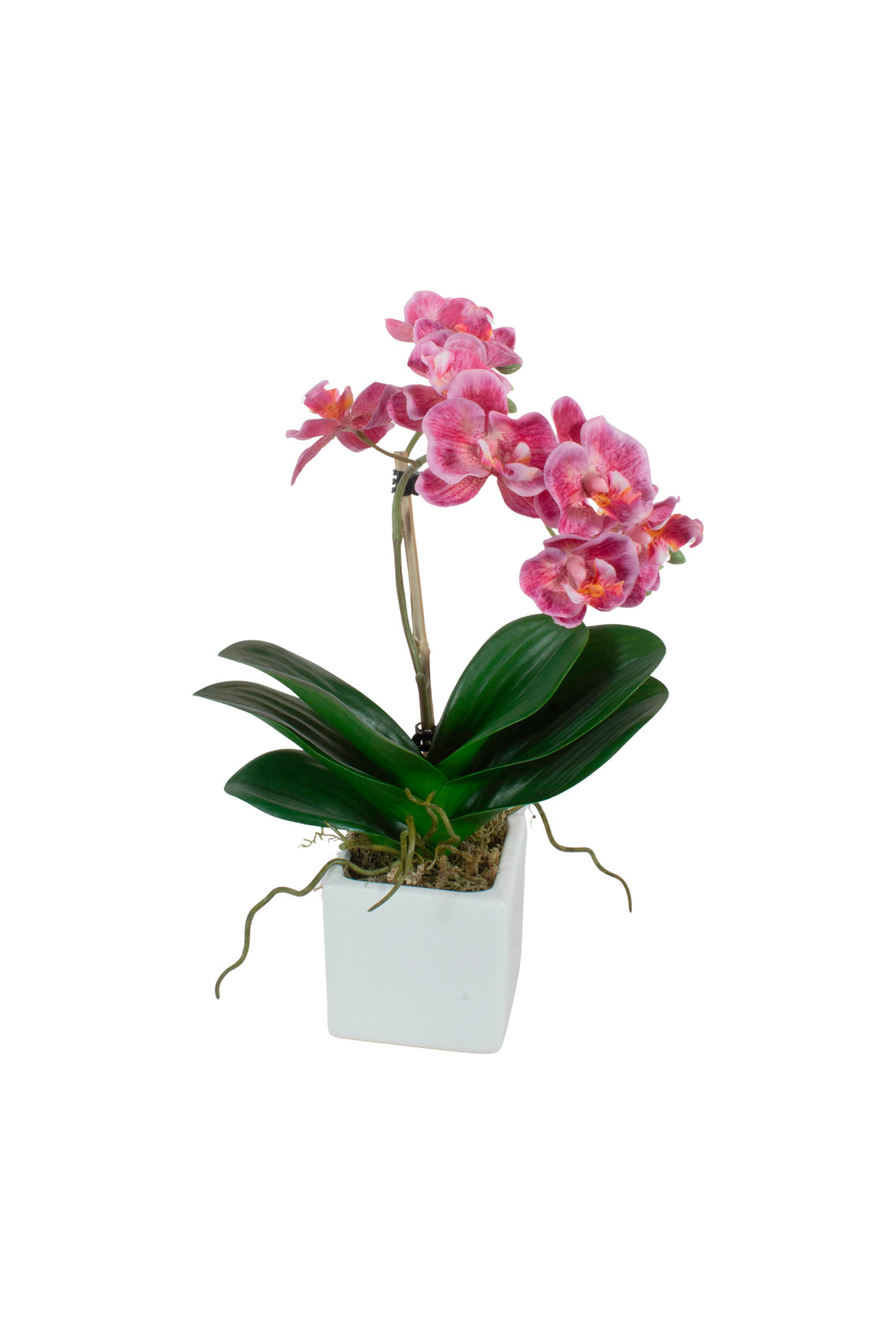 ORQ. MINI PHALAENOPSIS RO EM CER28CM Cod: A7475