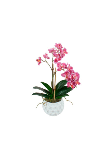 ORQ. MINI PHALAENOPSIS RO X2 EM CER 38CM Cod: A7476