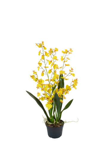 ORQ. ONCIDIUM AM EM VPP 60CM Cod: A7478