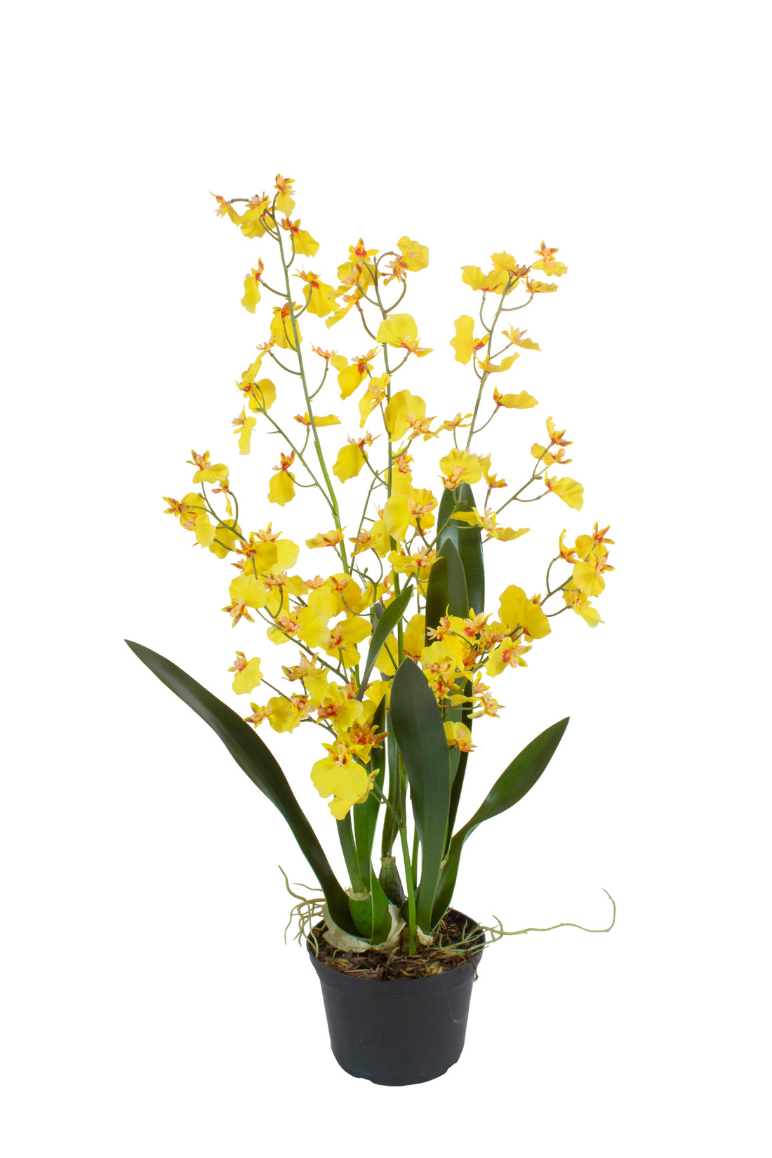 ORQ. ONCIDIUM AM EM VPP 60CM Cod: A7478