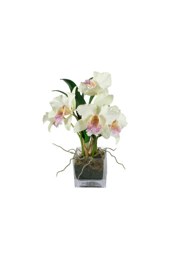 CATLEIA BR X6 EM VIDRO, 36CM Cod: A7479