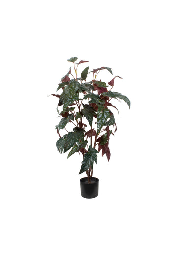 BEGONIA, 100CM Cod: A7482