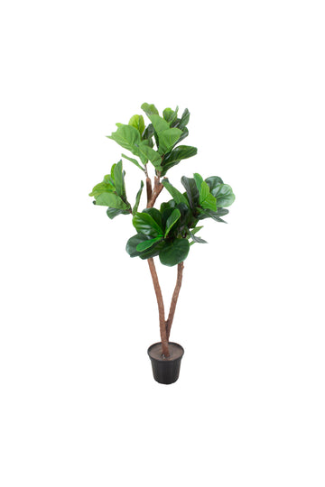 FICUS LIRATA, 120CM Cod: A7483