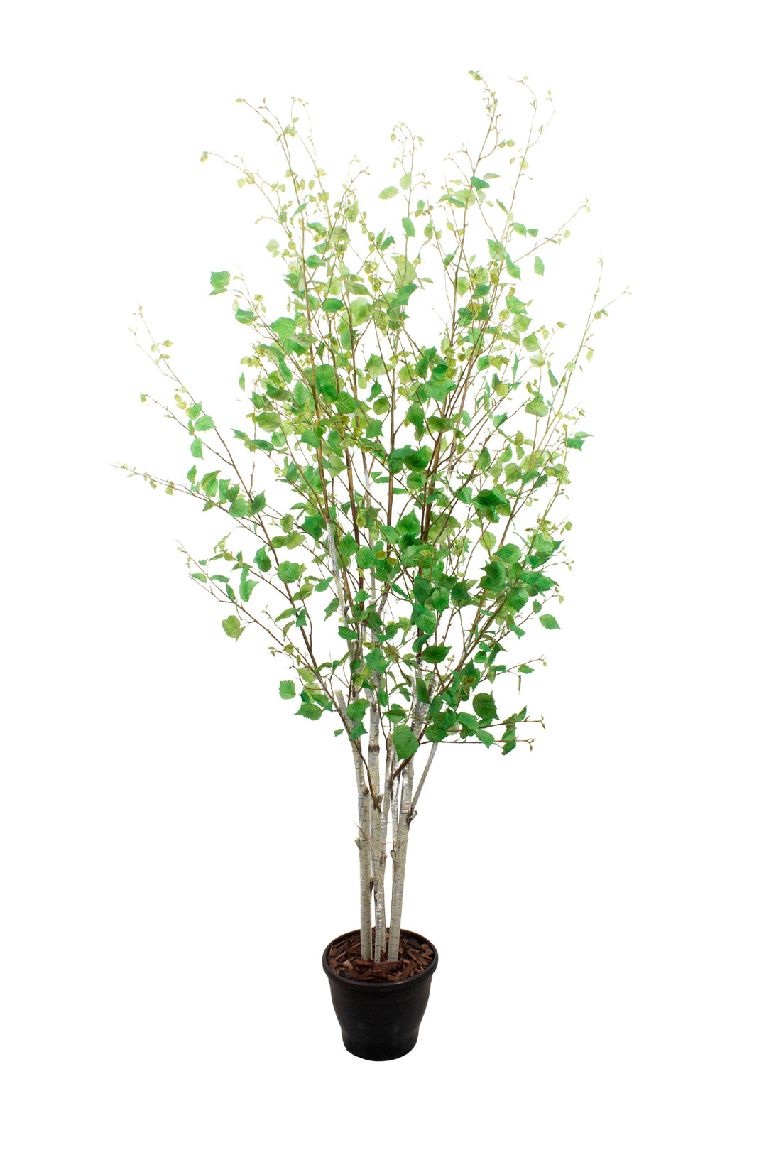 VIDOEIRO FRONDOSO, 185CM Cod: A7484