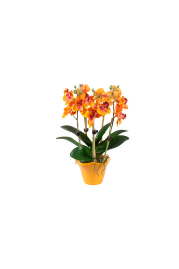 ORQ. PHALAENOPSIS LA EM CER, 26CM Cod: A7494