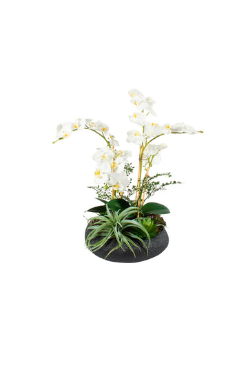 ORQ. PHALAENOPSIS C/ SUCULENTAS EM CER PRETA, 60CM Cod: A7498