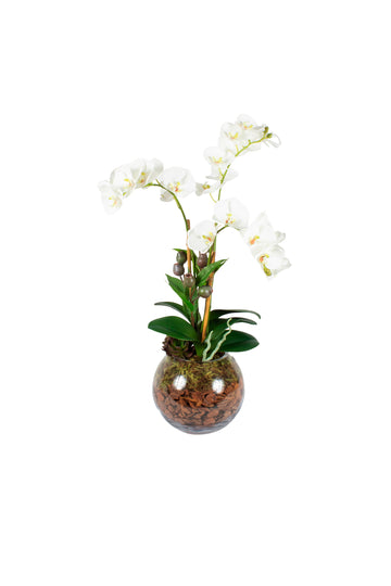 ORQ.PHALAENOPSIS BR X3 EM VIDRO, 65CM Cod: A7499