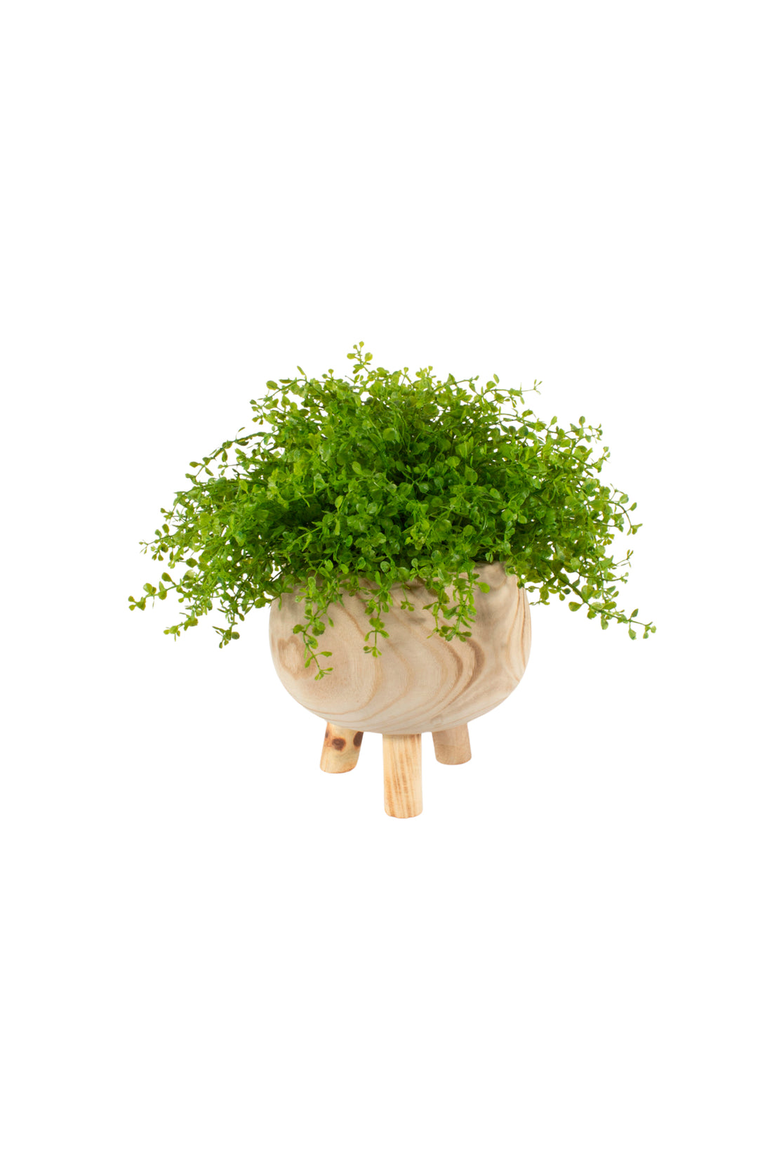 SOLEIROLIA EM CACHEPOT DE MADEIRA, 30CM Cod: A7507