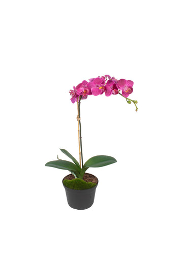 ORQ. PHALAENOPSIS FU X1  PQ  EM POTE PVC, 45CM Cod: A7514