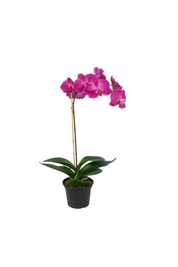 ORQ. PHALAENOPSIS FU X1 GD EM POTE PVC, 60CM Cod: A7515