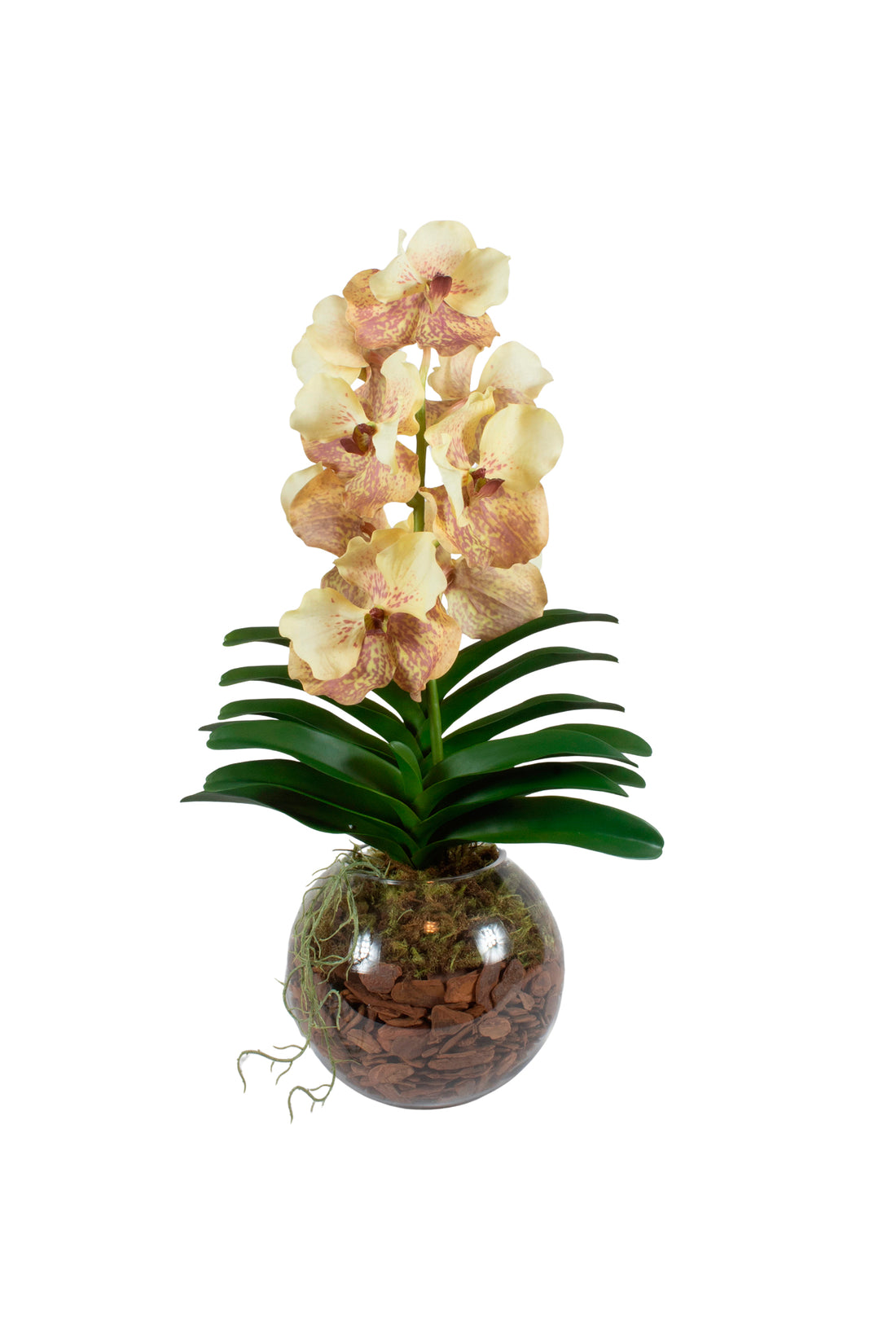 ORQ. VANDA MM X1 EM VIDRO, 60CM Cod: A7516