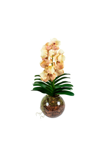 ORQ. VANDA MM X1 EM VIDRO, 60CM Cod: A7516