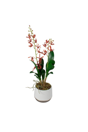 ORQ. RENANTERA TE X1 EM VASO, 53CM Cod: A7520