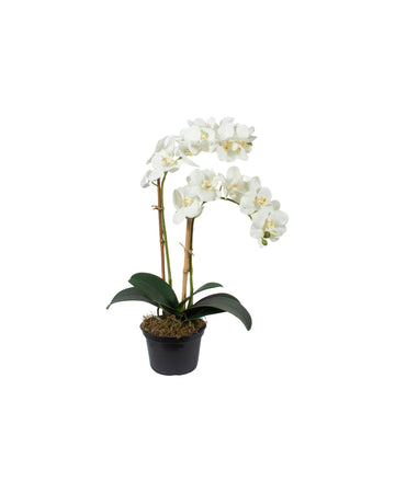 ORQ. PHALAENOPSIS BR EM POTE PVC, 38CM Cod: A7521