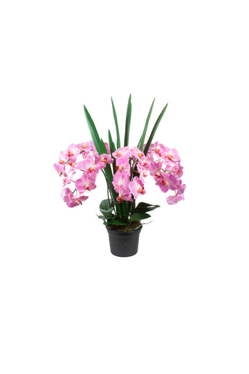 ORQ. PHALAENOPSIS LV X6 EM POTE PVC, 90CM Cod: A7525LV