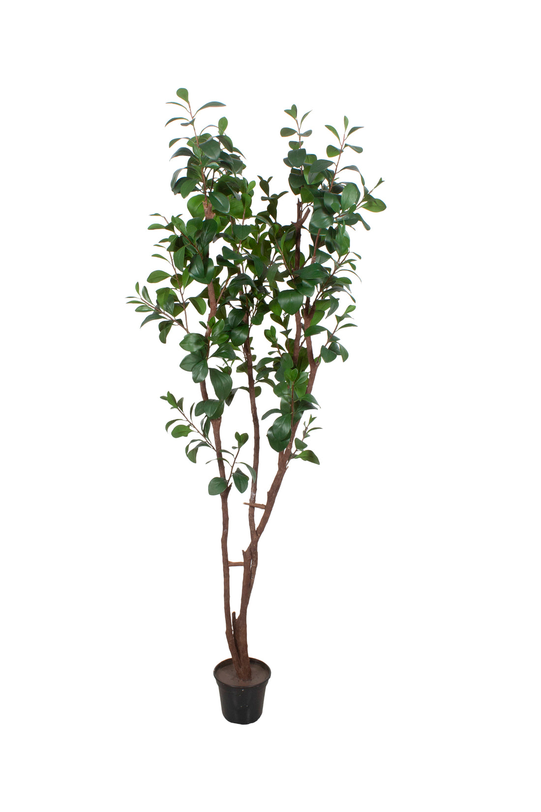 ÁRVORE DE RUSCUS, 175CM Cod: A7526