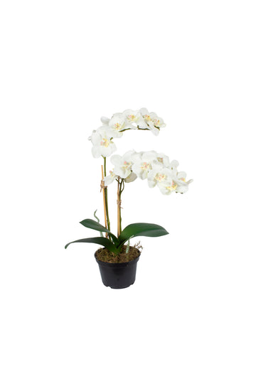 ORQ. PHALAENOPSIS BR X2 EM POTE PVC, 38CM Cod: A7531