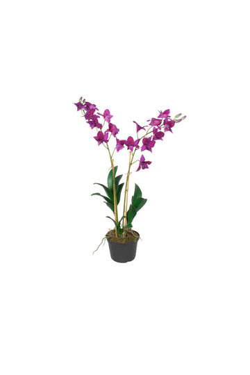 ORQ. DENDROBIUM FU X2 EM POTE PVC, 55CM Cod: A7532