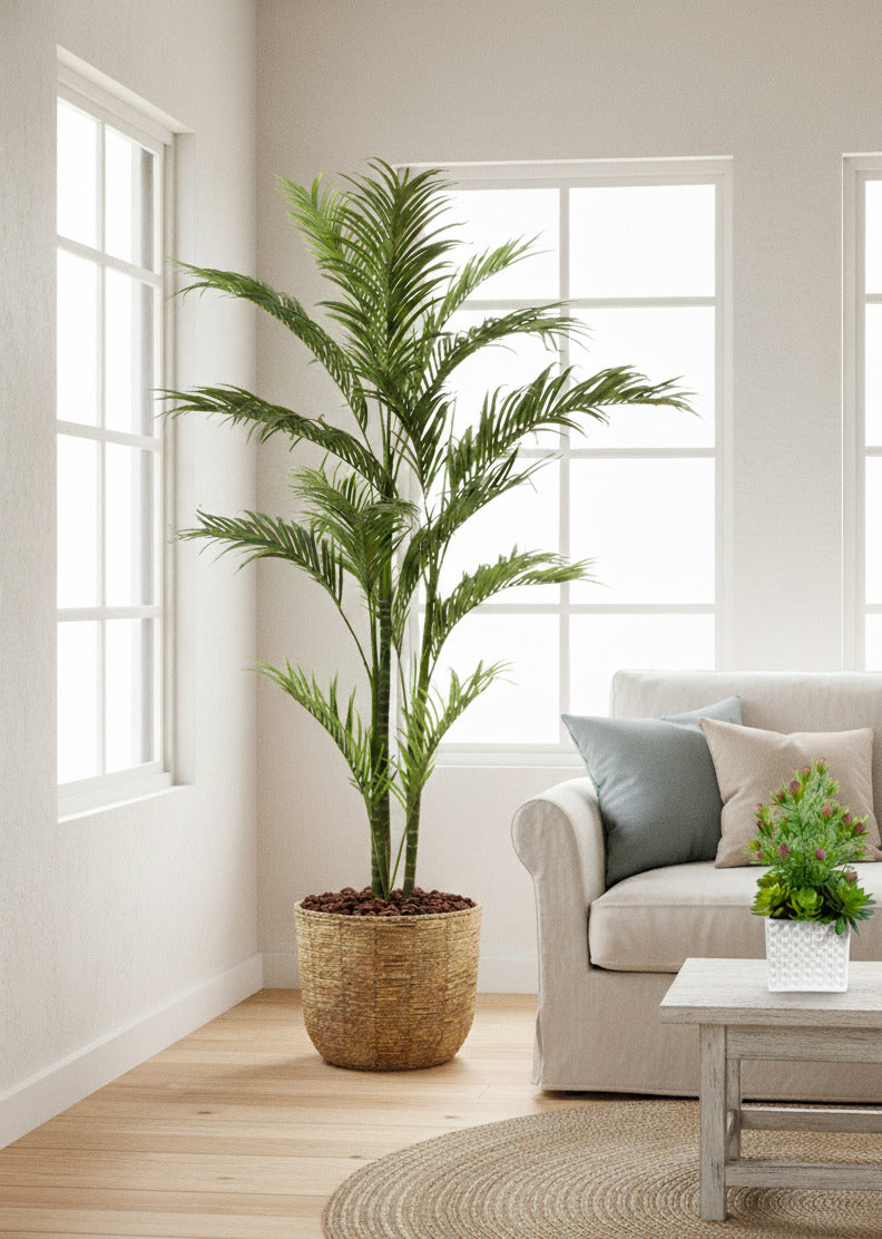 PALMEIRA ARECA EM POTE 260CM Cod: 5139