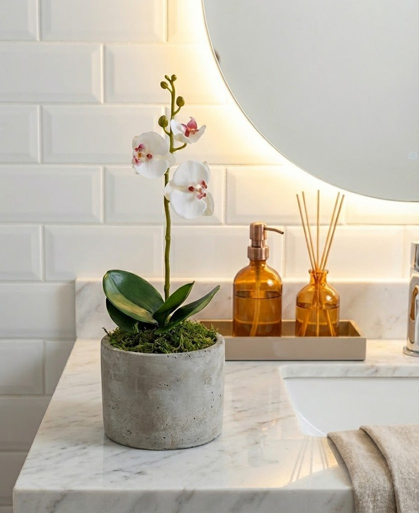 ORQ. PHALAENOPSIS BF X1 EM VPP 33CM Cod: A5712-BF