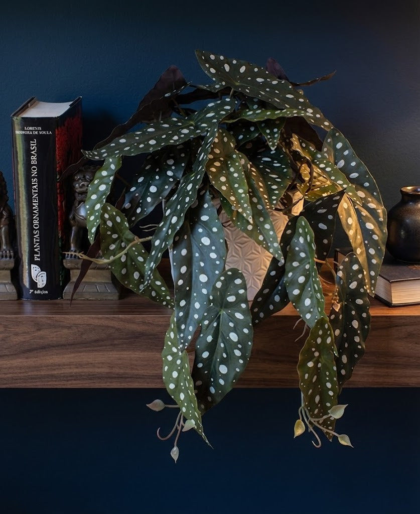BEGONIA MACULATA EM CER 50CM Cod: A6512