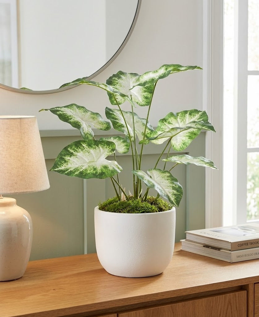 CALADIUM MTZ  X12  EM POTE PVC 70CM Cod: A6284