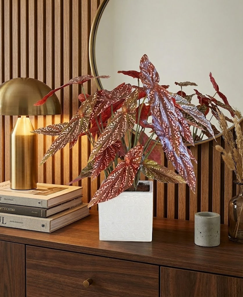 BEGÔNIAS ANGEL WING CER 45CM Cod: A6511