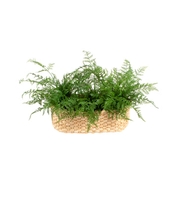 RENDA PORTUGUESA EM CESTO, 35 CM Cod: A6824