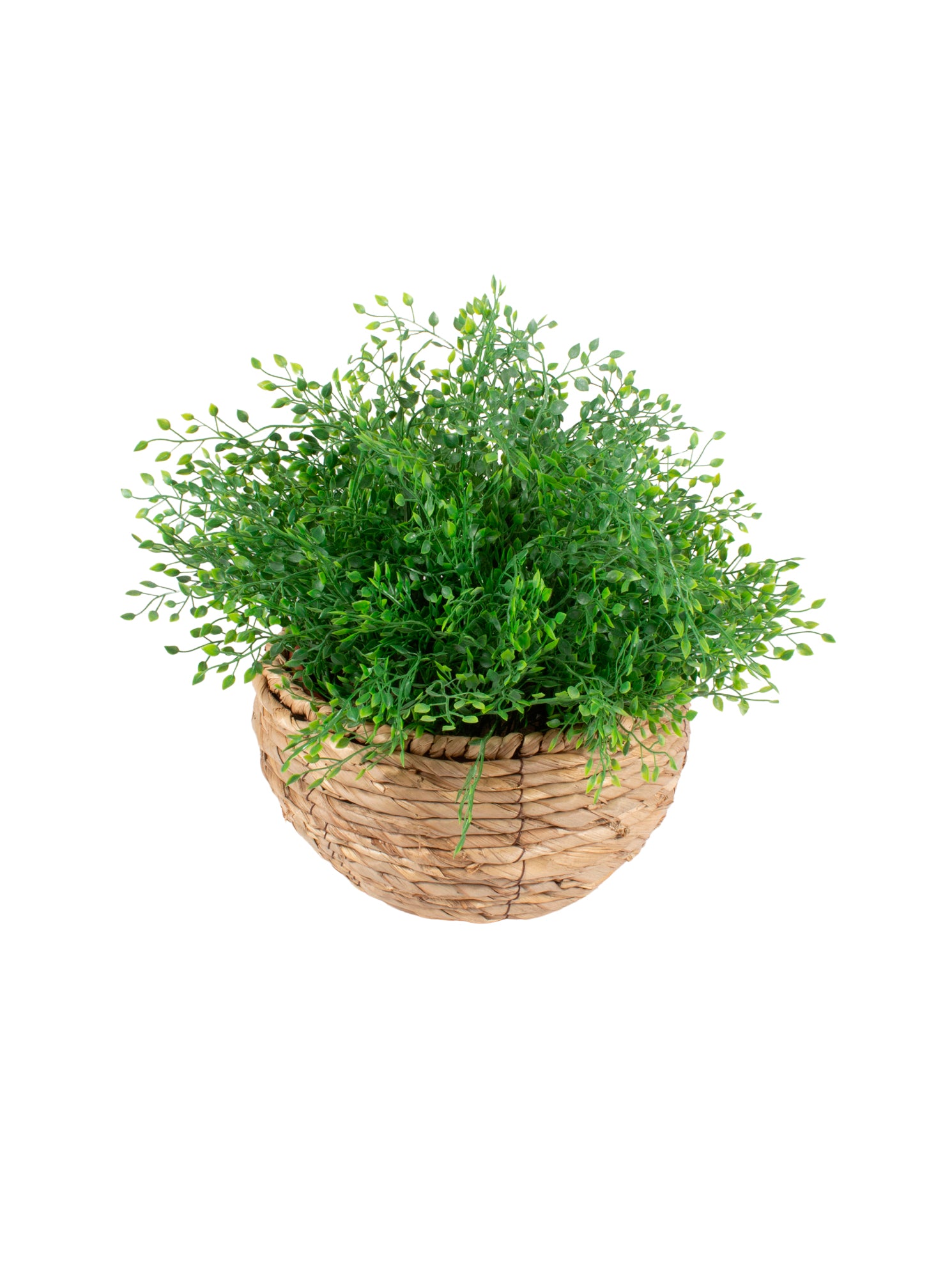 AVENCAS EM CACHEPO BAIXO DE  PALHA 35CM Cod: A6904