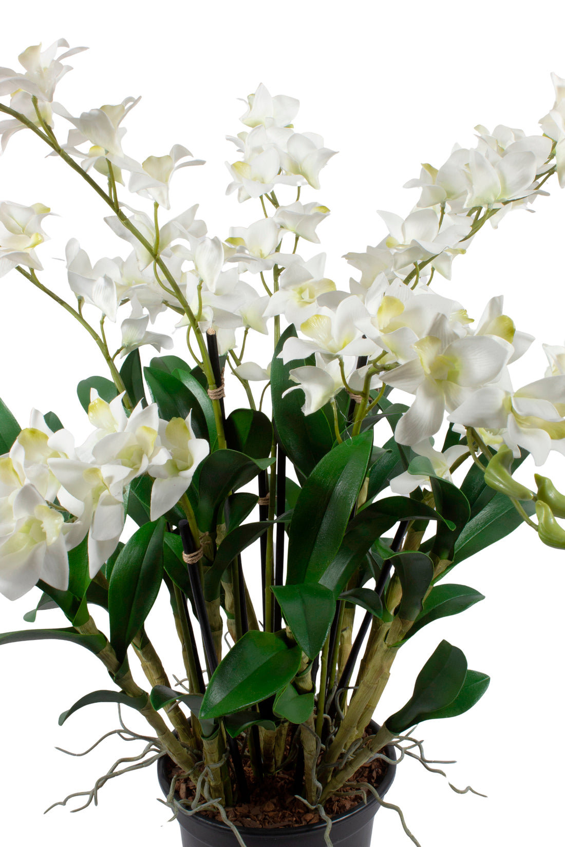 DENDROBIUM BR X9 EM POTE PVC 78CM Cod: A6914
